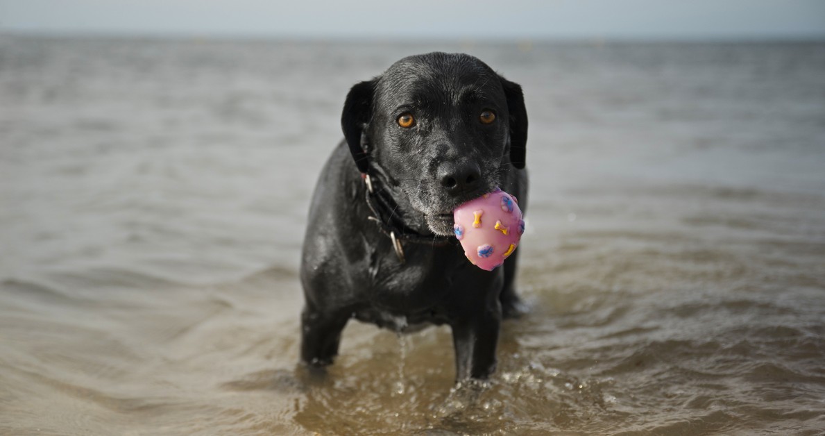 Enjoy a Cooler, Safer Summer With Your Pet